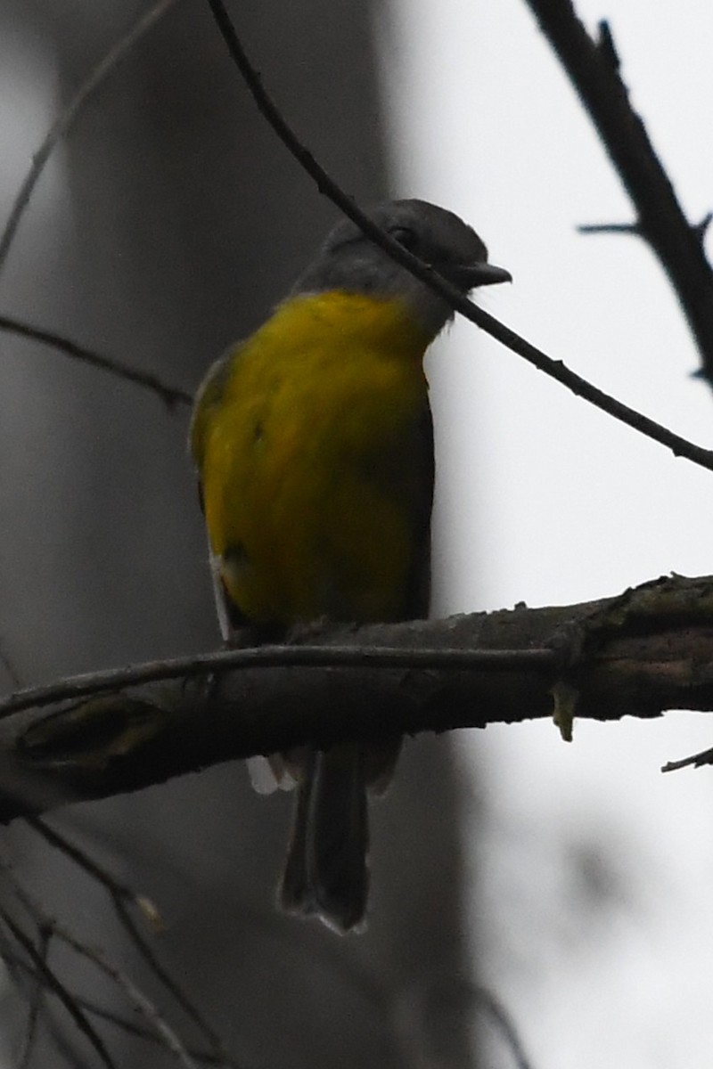 Eastern Yellow Robin - ML646336370