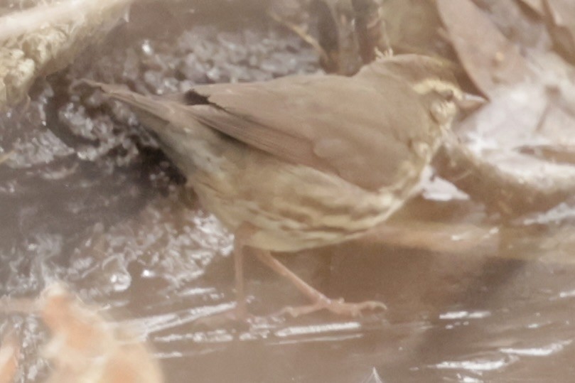 Drosselwaldsänger - ML646336371