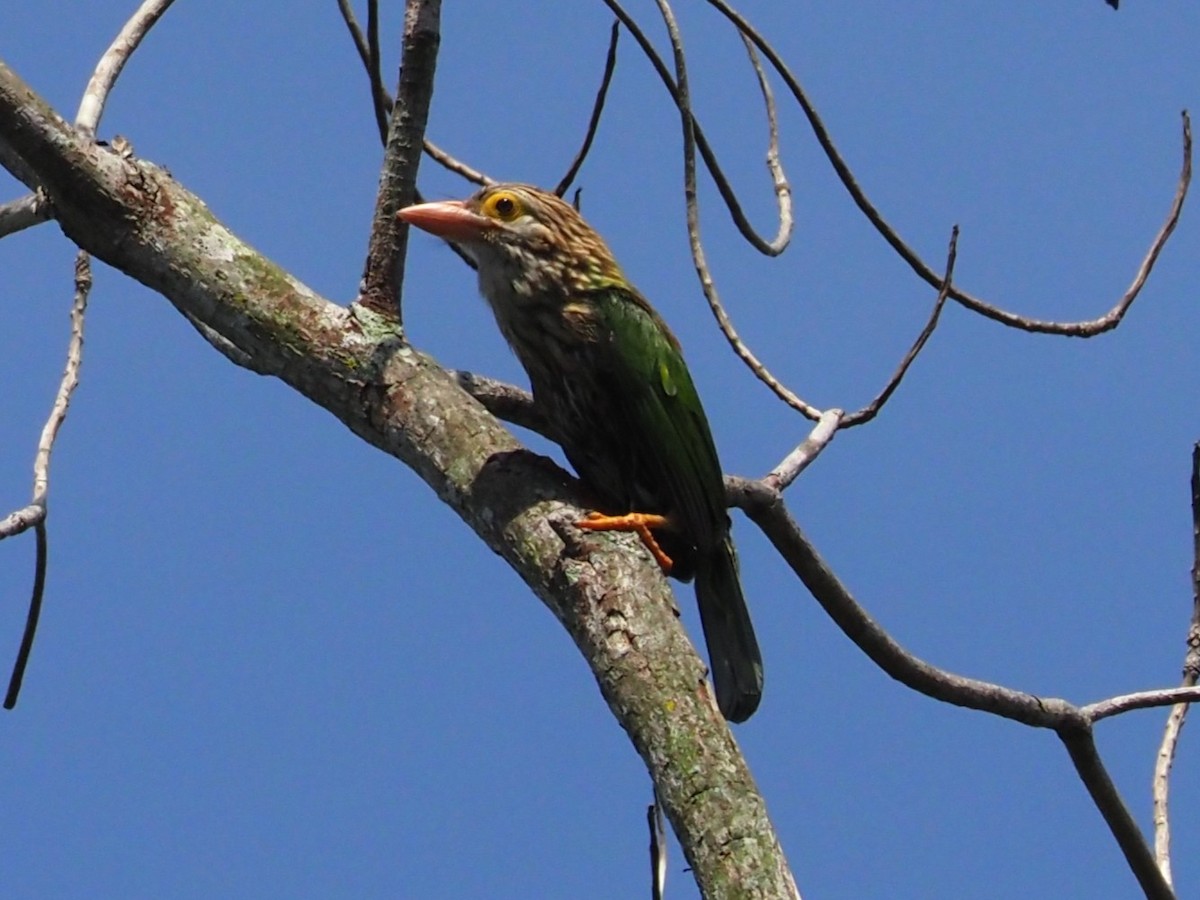 シロボシオオゴシキドリ - ML646336372