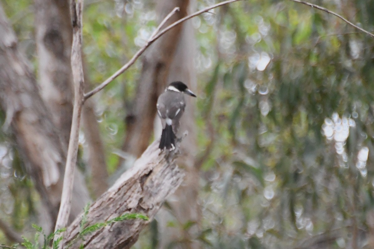 Gray Butcherbird - ML646336373