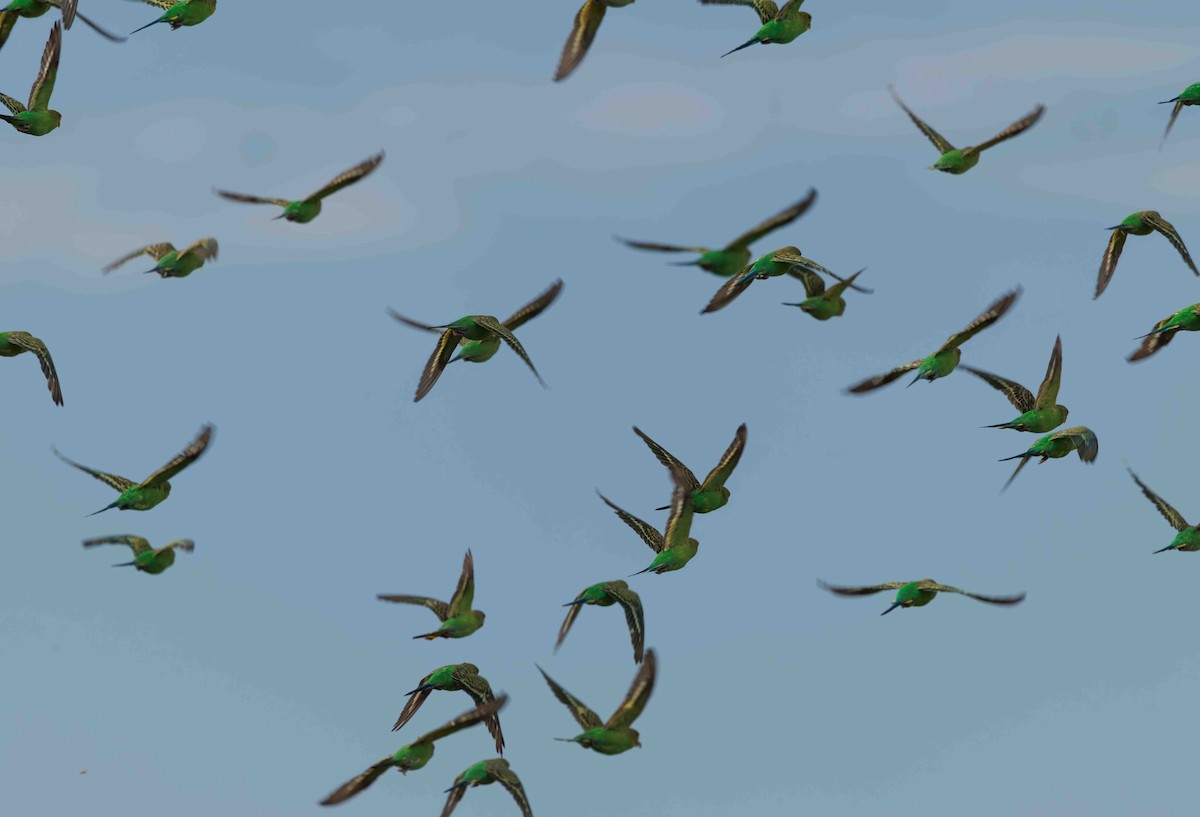 Budgerigar - ML646336374