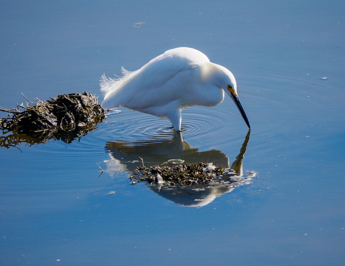 Snowy Egret - ML646336377