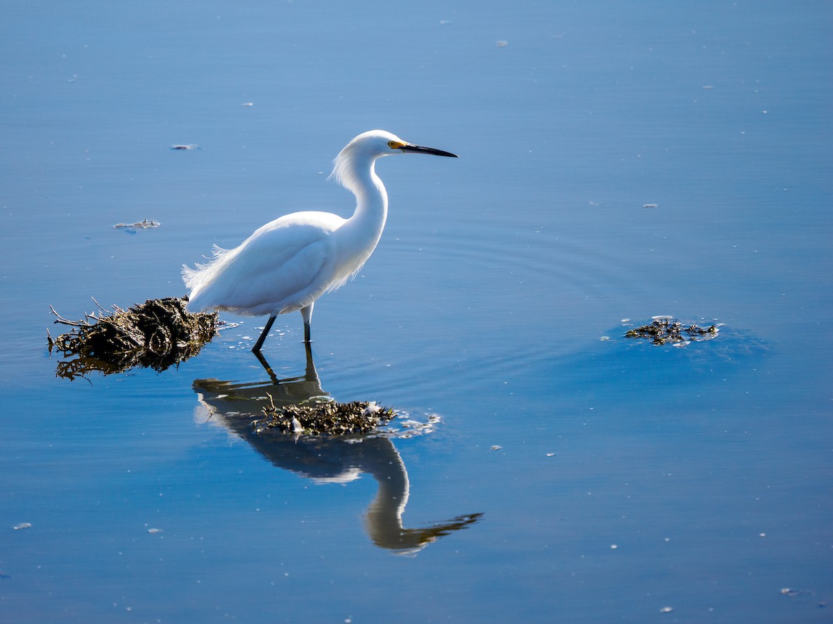 Snowy Egret - ML646336378