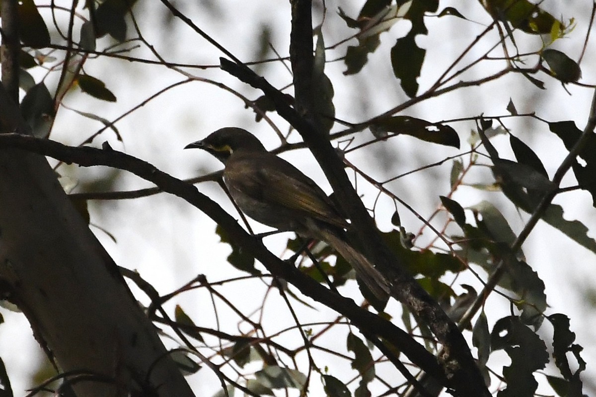 Yellow-faced Honeyeater - ML646336379