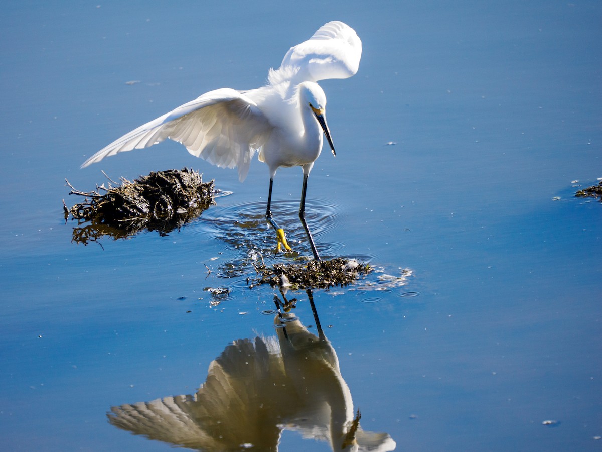 Snowy Egret - ML646336381