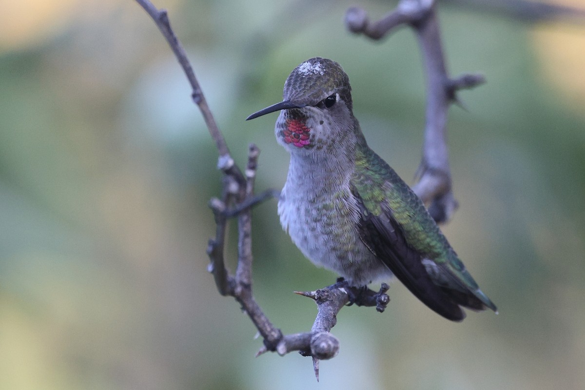 Anna's Hummingbird - ML646336382
