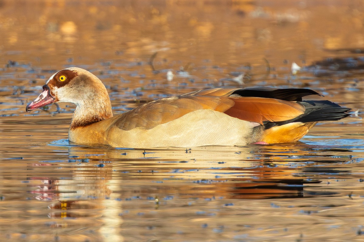 Egyptian Goose - ML646336383