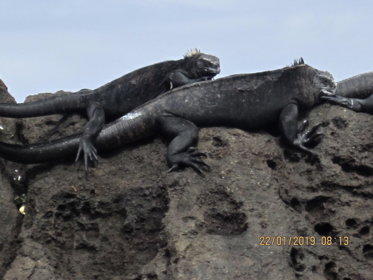 Marine Iguana - ML646336384