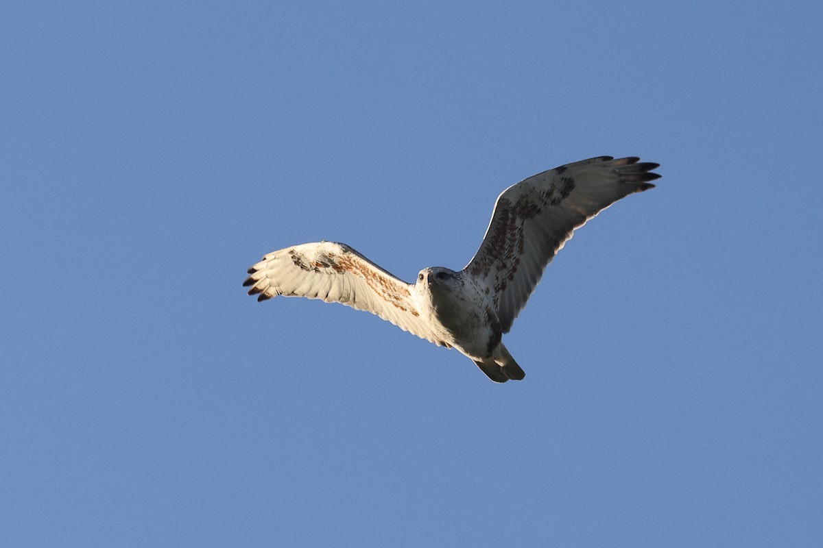 Ferruginous Hawk - ML646336385