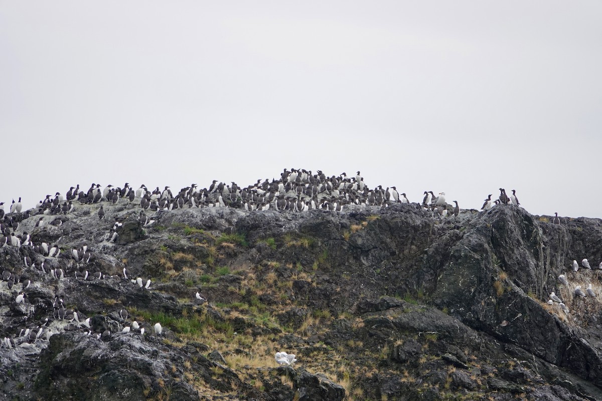 Trottellumme - ML646336387