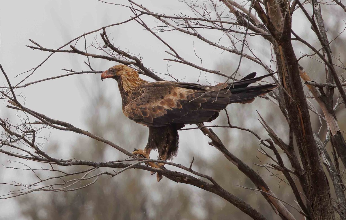 Wedge-tailed Eagle - ML646336388