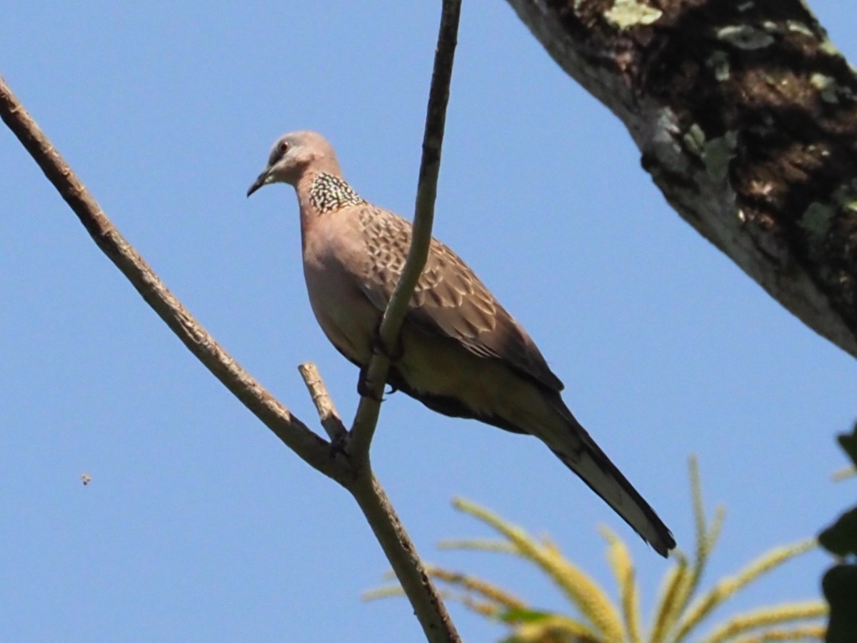 hrdlička kropenatá - ML646336389