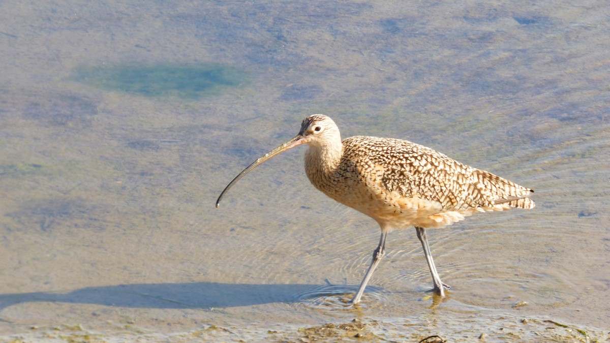 Long-billed Curlew - ML646336393
