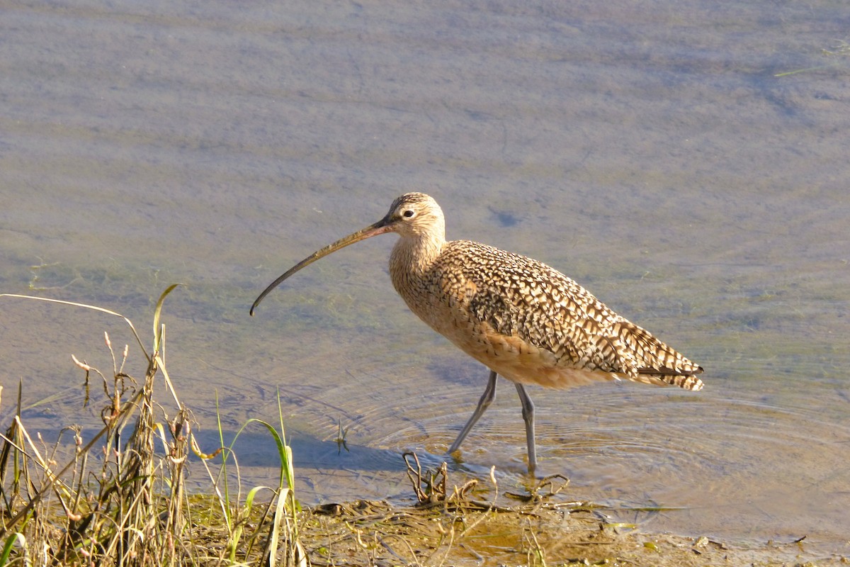 Long-billed Curlew - ML646336394