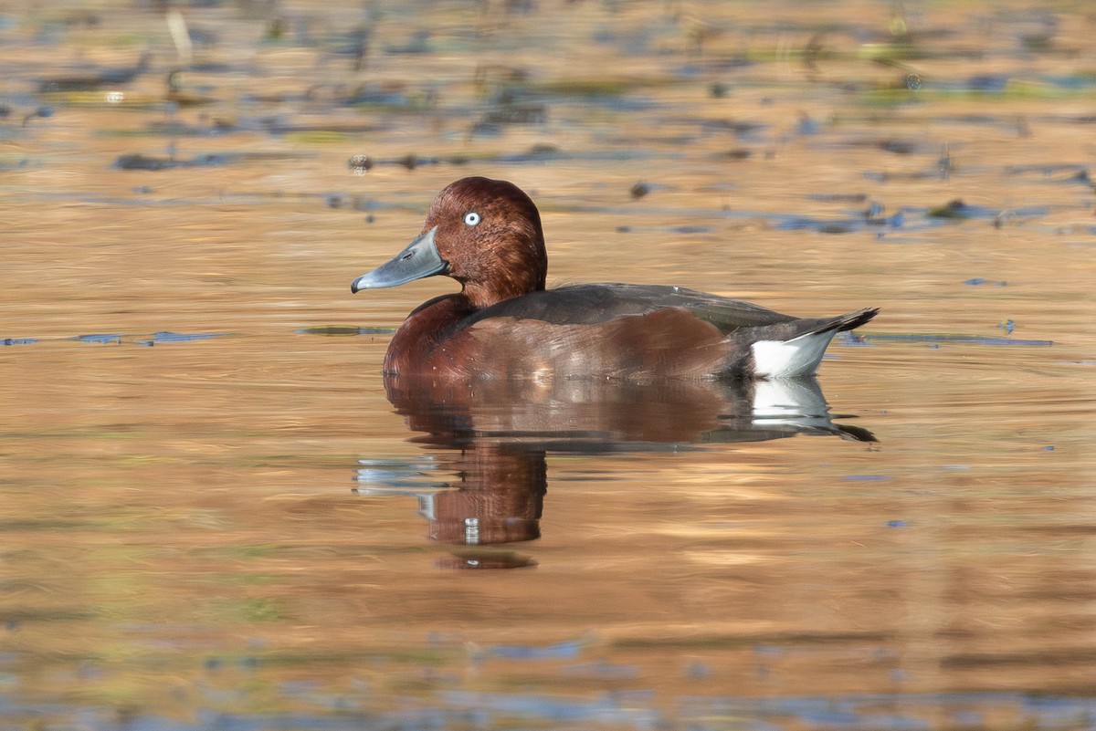 Ferruginous Duck - ML646336397