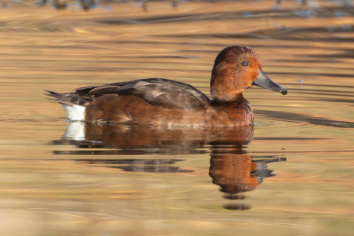 Ferruginous Duck - ML646336398