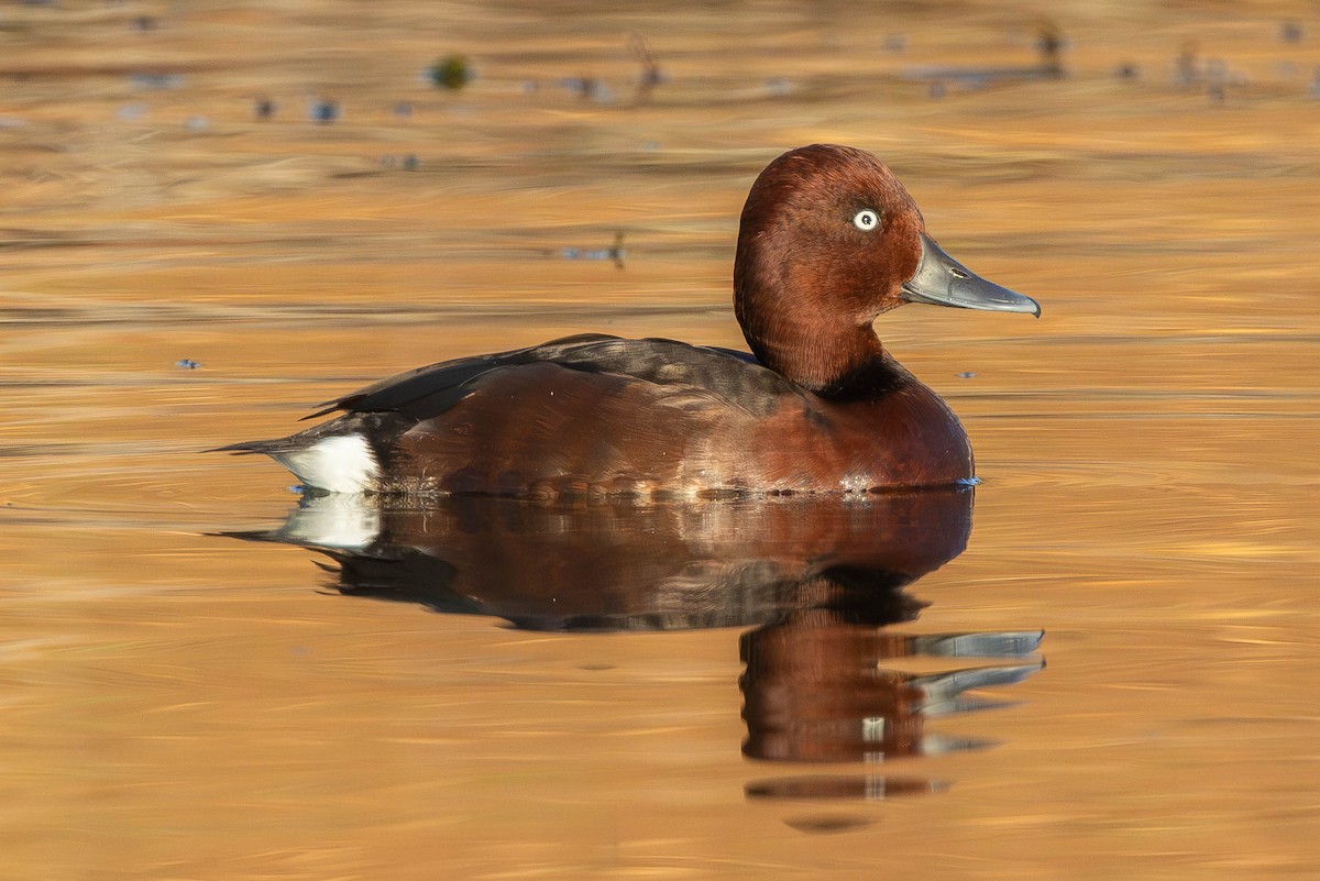 Ferruginous Duck - ML646336399