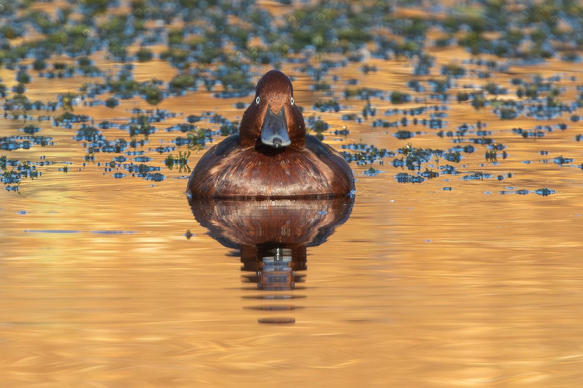 Ferruginous Duck - ML646336400