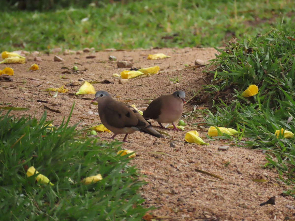 アオフバト - ML646336404