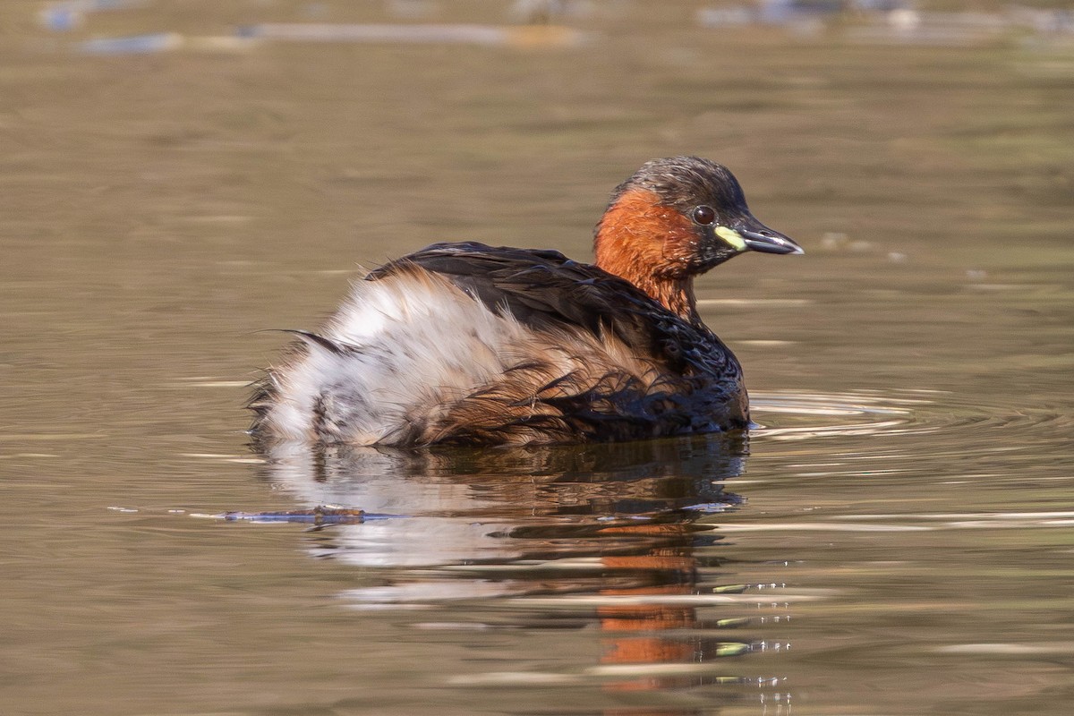 Little Grebe - ML646336405