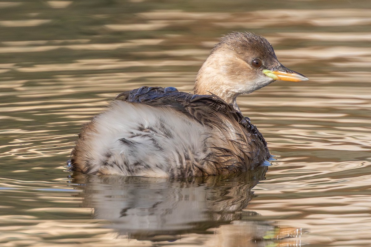Little Grebe - ML646336406