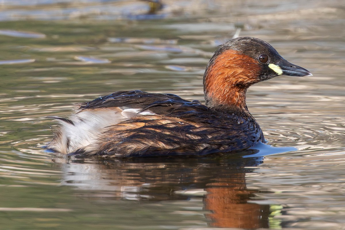 Little Grebe - ML646336407