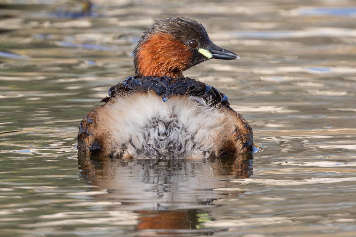 Little Grebe - ML646336408