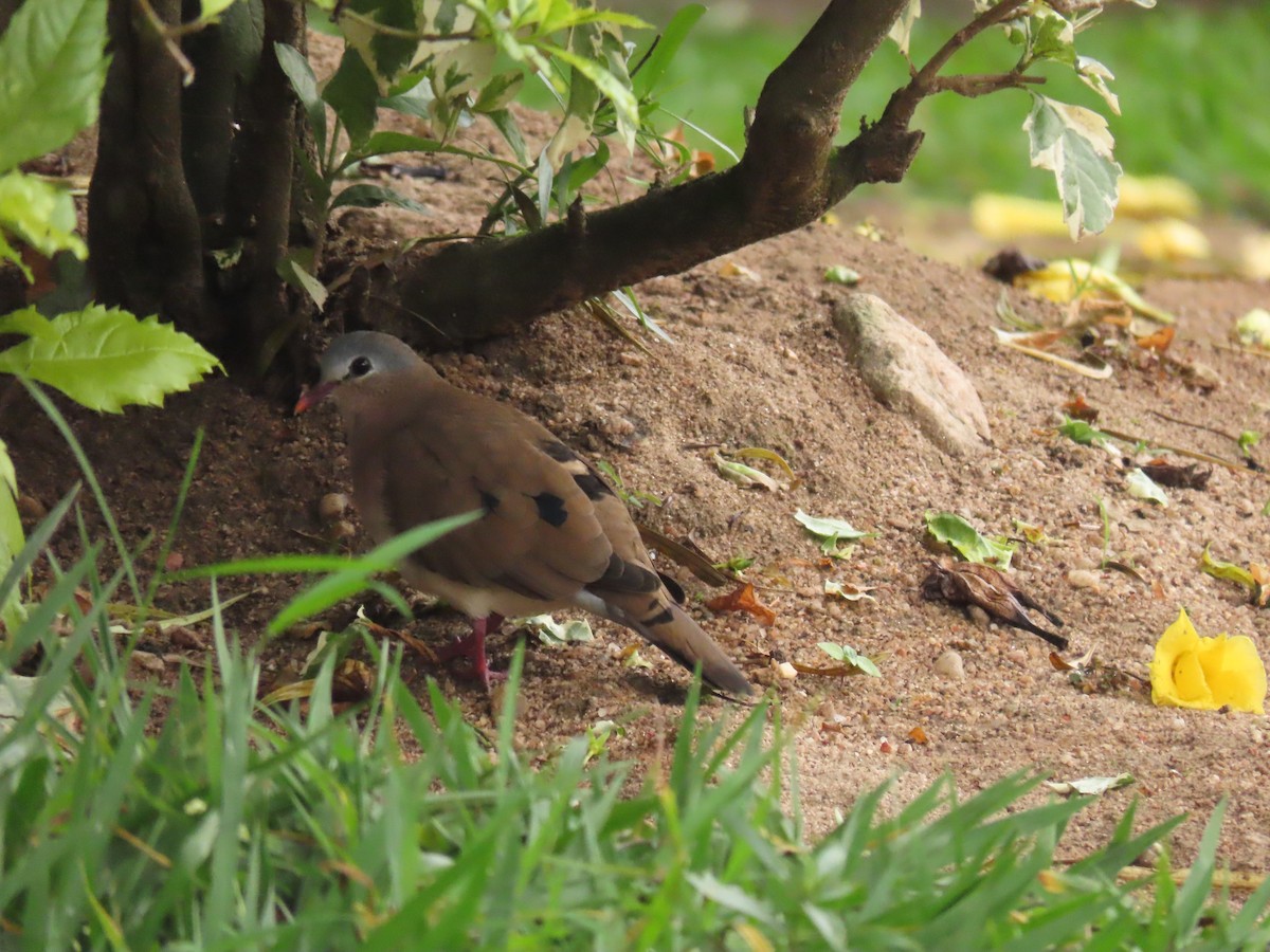 アオフバト - ML646336409