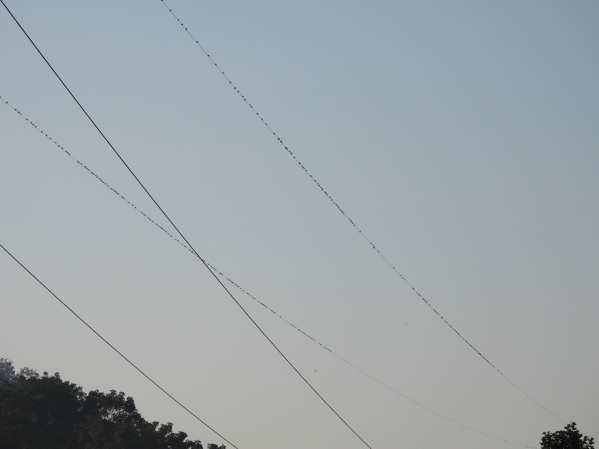 Barn Swallow - ML646336410