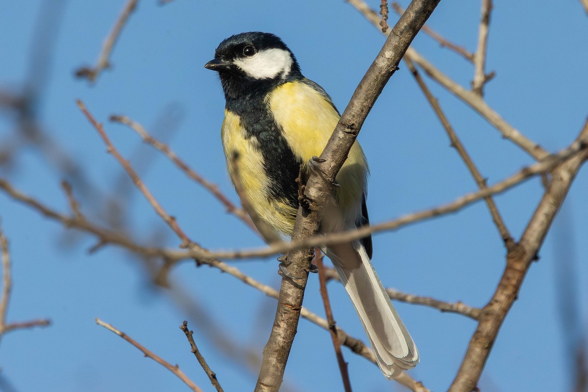 Great Tit - ML646336419