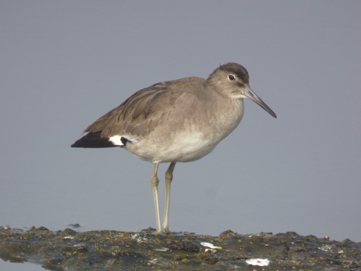 Willet - ML646336420