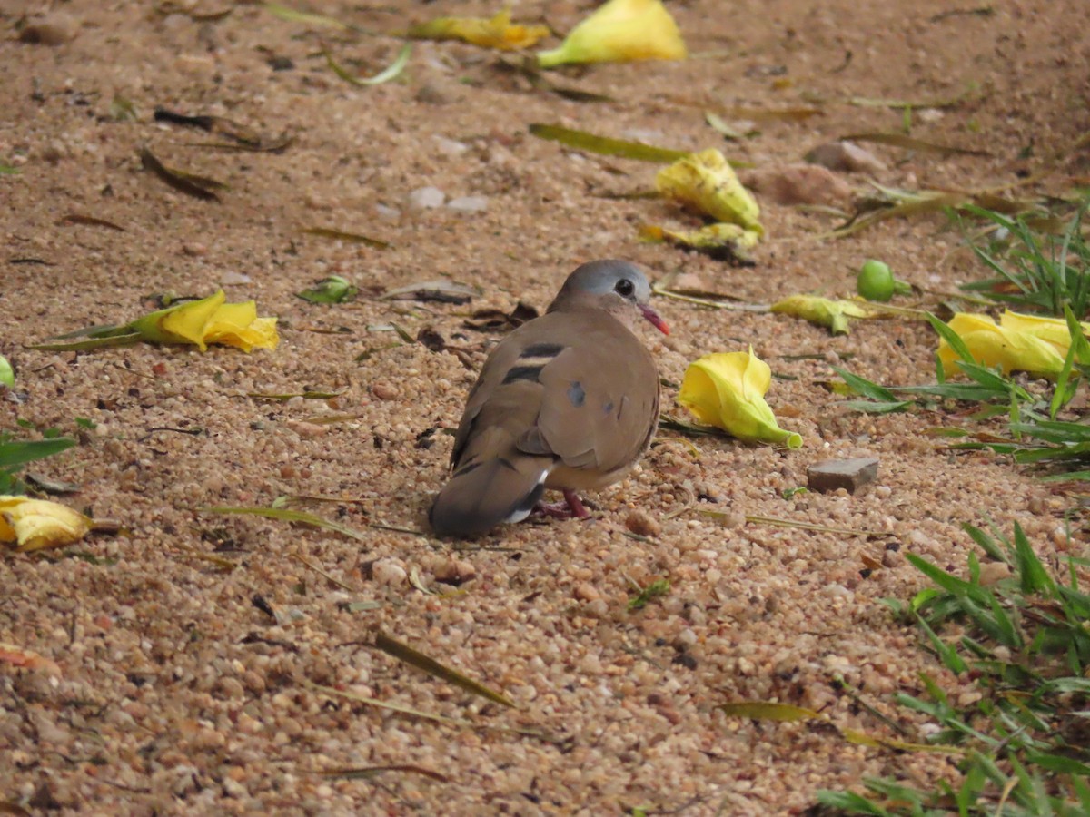 アオフバト - ML646336421