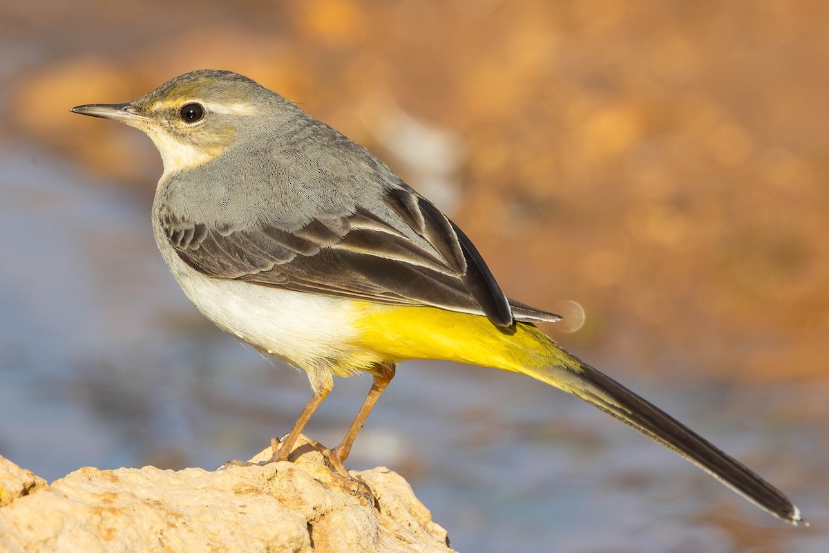 Gray Wagtail - ML646336422