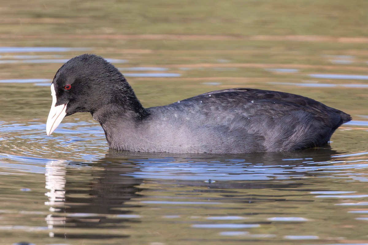 Eurasian Coot - ML646336425