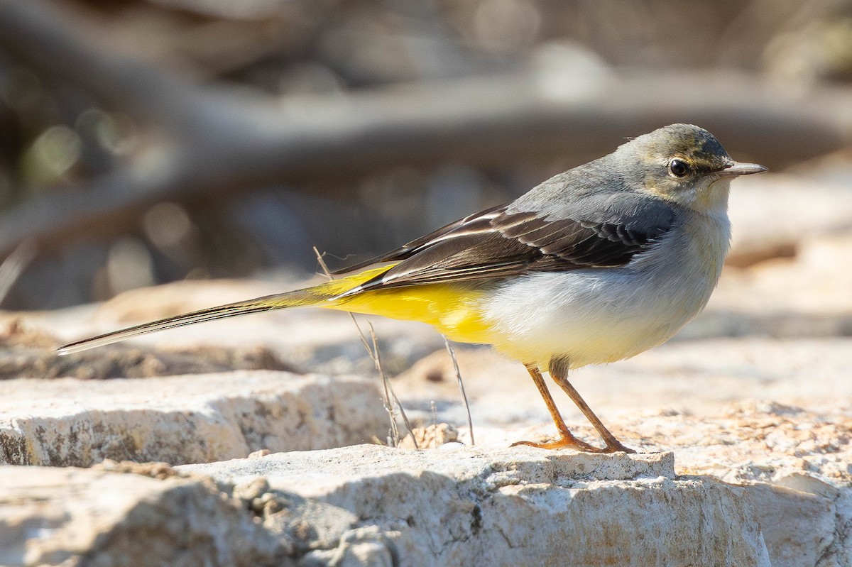 Gray Wagtail - ML646336429