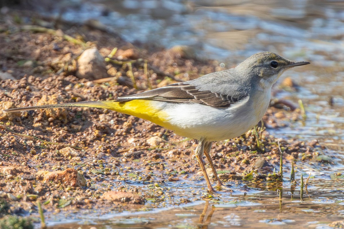 Gray Wagtail - ML646336430