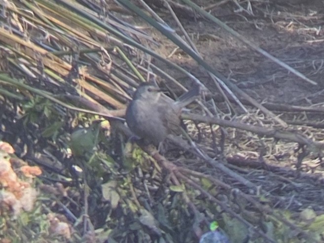 Gray Catbird - ML646336431