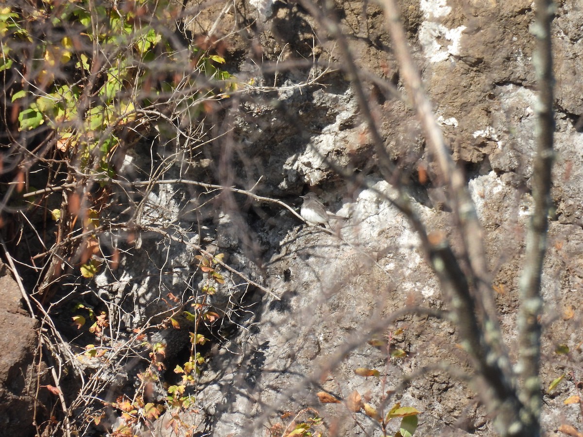 Black Phoebe - ML646336436