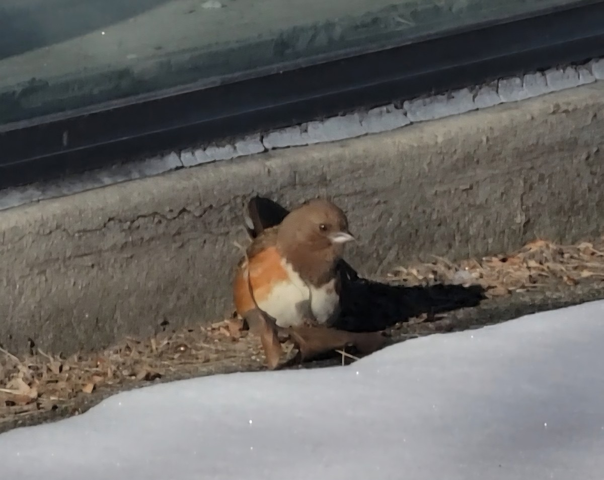 Eastern Towhee - ML646336438