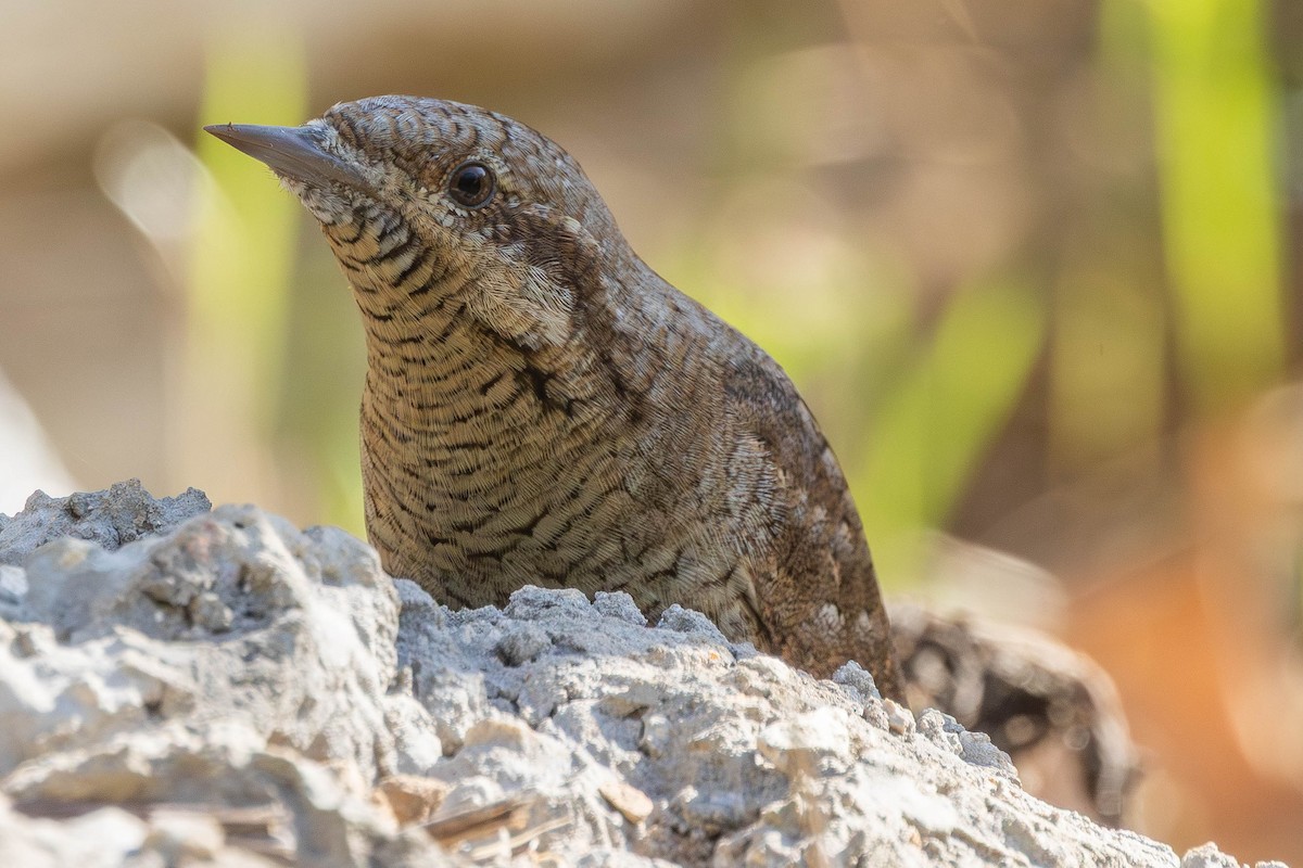 Eurasian Wryneck - ML646336439