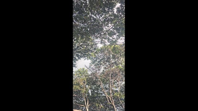 Чапля єгипетська західна - ML646336443