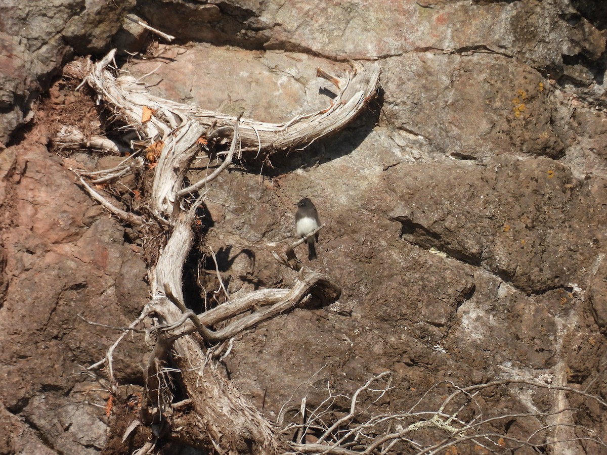 Black Phoebe - ML646336444