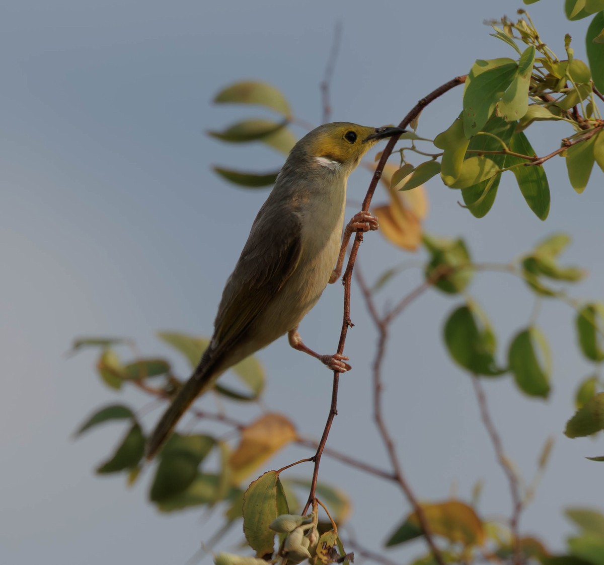 White-plumed Honeyeater - ML646336459