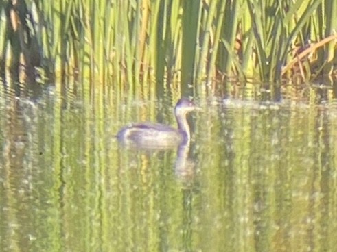 Grèbe à cou noir - ML646336460