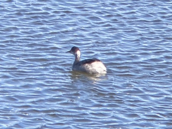 Grèbe à cou noir - ML646336461