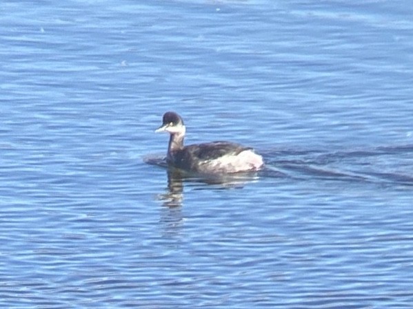 Grèbe à cou noir - ML646336462