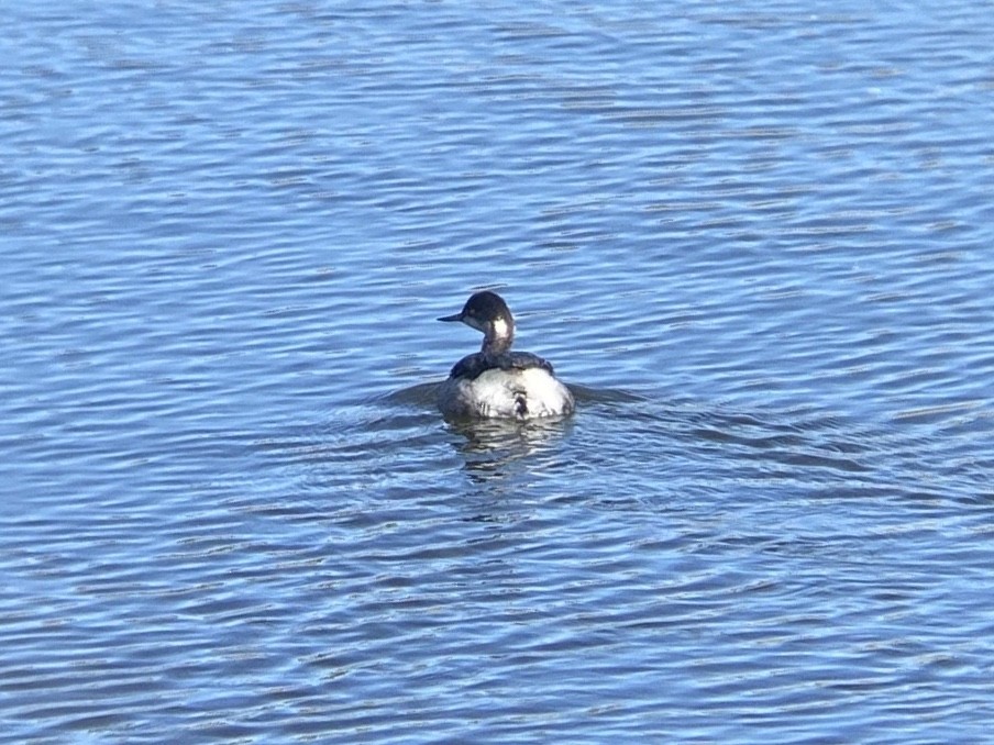 Grèbe à cou noir - ML646336463