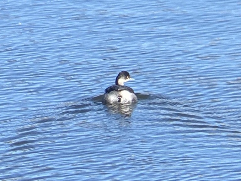 Grèbe à cou noir - ML646336464