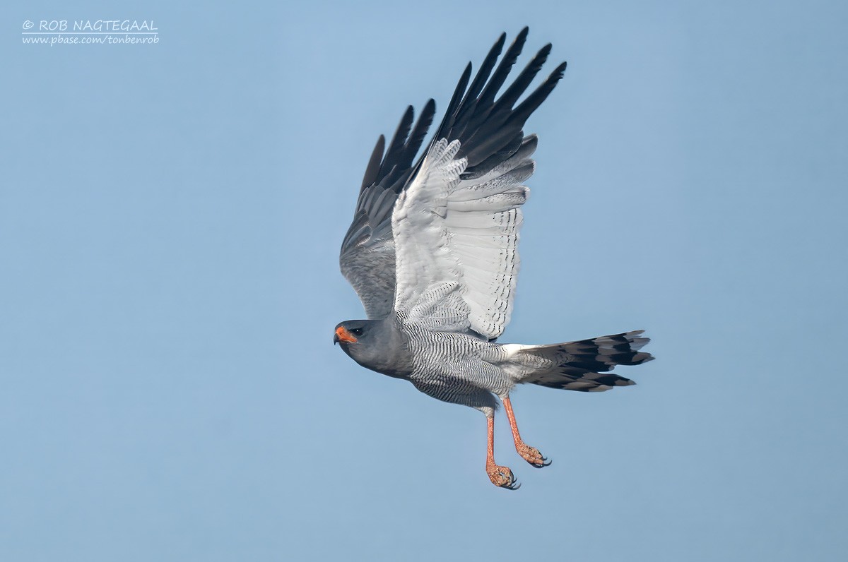 Pale Chanting-Goshawk - ML646336466