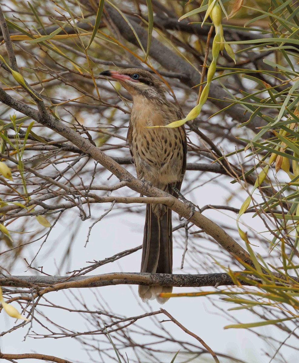 Diken Yanaklı Balkuşu - ML646336471